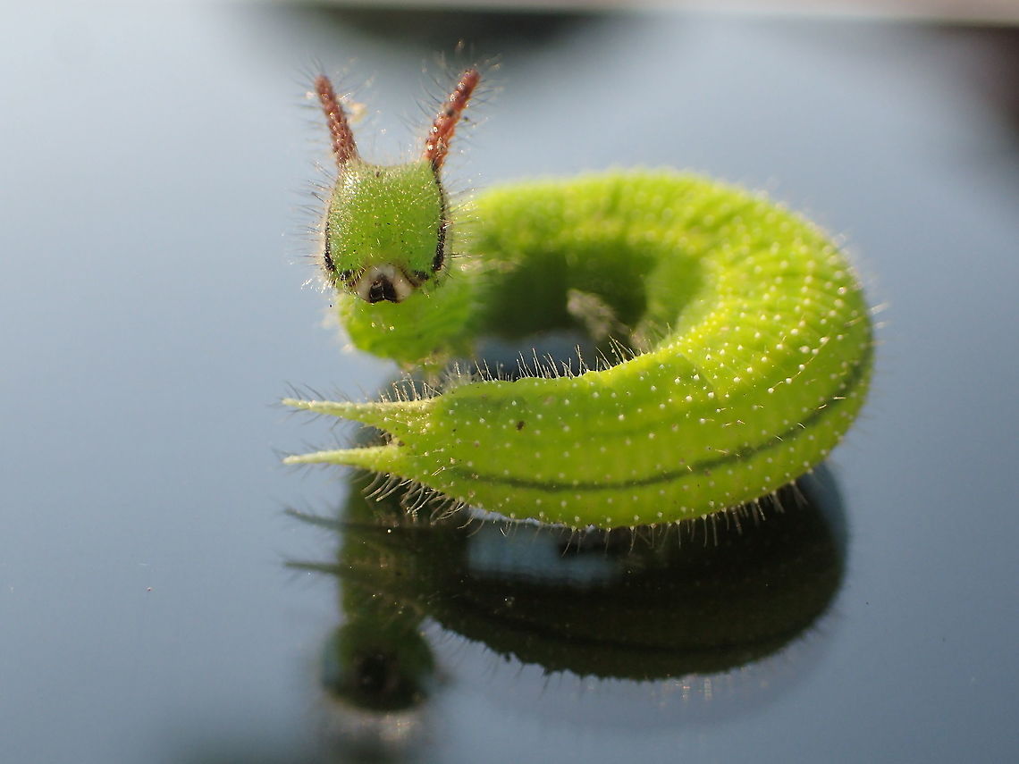 Common Palmfly I found 2 on my garden Common Palmfly,Elymnias hypermnestra,Fall,Geotagged,Thailand