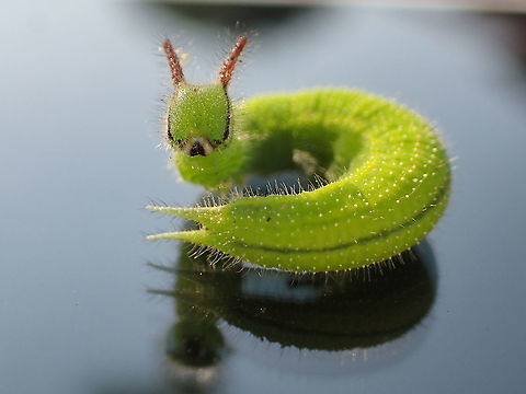 Common Palmfly I found 2 on my garden Common Palmfly,Elymnias hypermnestra,Fall,Geotagged,Thailand