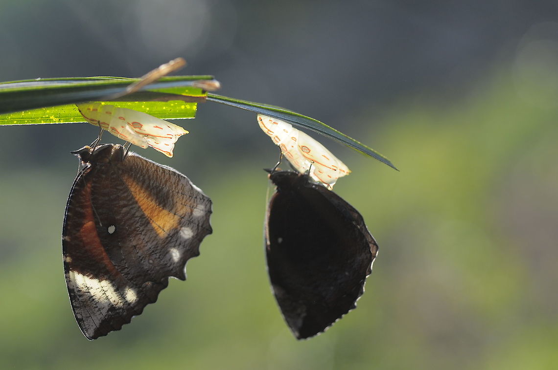 Common Palmfly  Common Palmfly,Elymnias hypermnestra