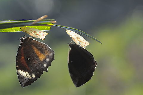 Common Palmfly  Common Palmfly,Elymnias hypermnestra
