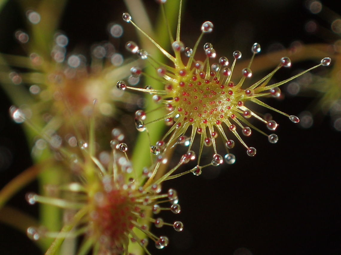 Drosera peltata  Drosera peltata,Geotagged,Shield sundew,Summer,Thailand