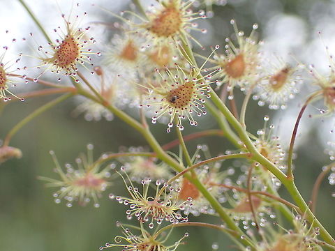 Drosera peltata  Drosera peltata,Geotagged,Shield sundew,Summer,Thailand