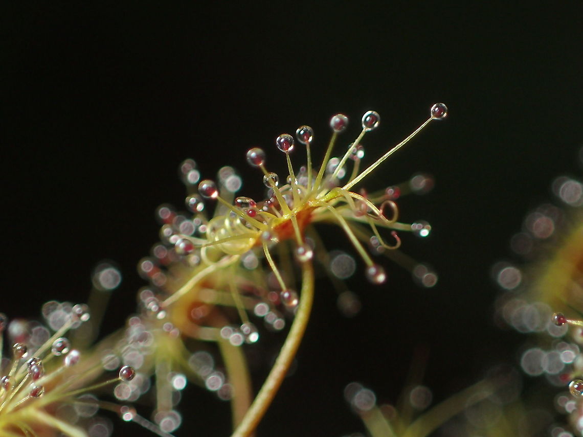 Drosera peltata  Drosera peltata,Geotagged,Shield sundew,Summer,Thailand