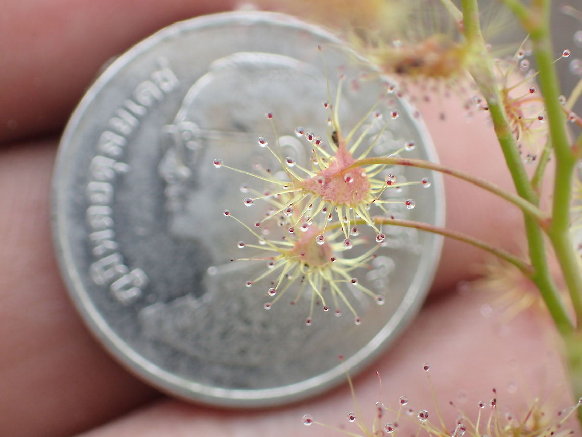 Drosera peltata compare with Thai baht coins  Drosera peltata,Shield sundew