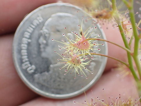 Drosera peltata compare with Thai baht coins  Drosera peltata,Shield sundew