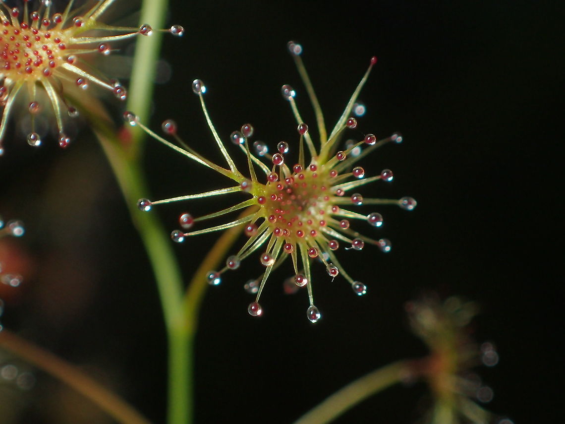 Drosera peltata  Drosera peltata,Geotagged,Shield sundew,Summer,Thailand