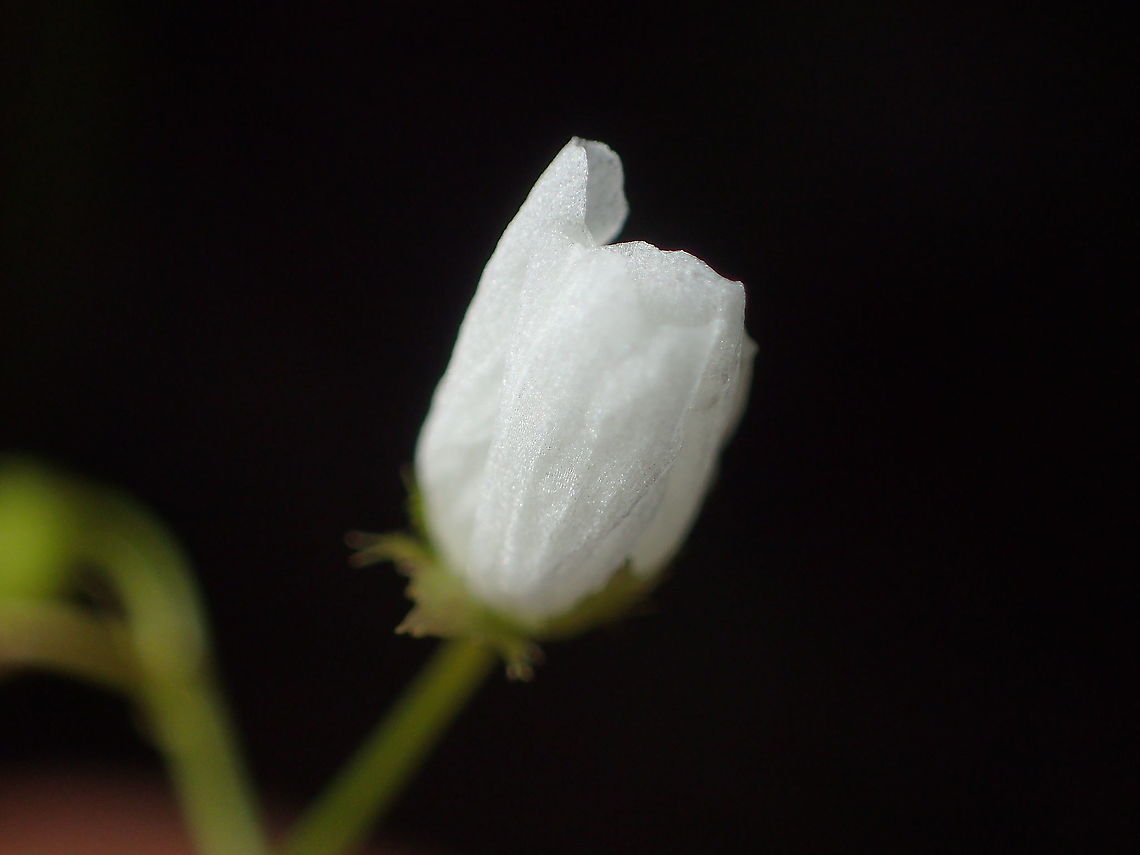 flower of Drosera peltata  Drosera peltata,Geotagged,Shield sundew,Summer,Thailand