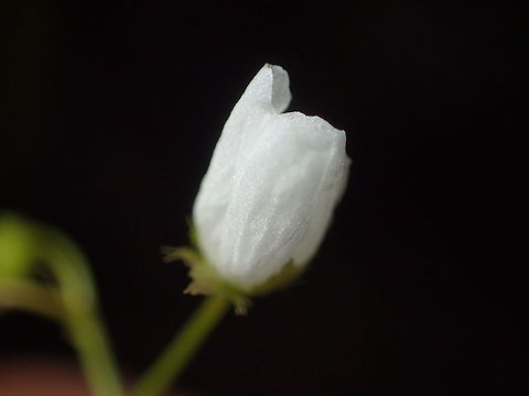 flower of Drosera peltata  Drosera peltata,Geotagged,Shield sundew,Summer,Thailand