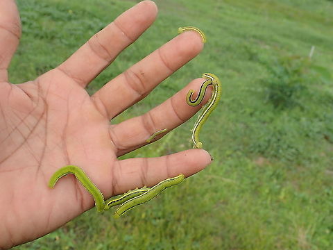 caterpillar of Lemon Emigrant Lampang Province Thailand Catopsilia pomona,Geotagged,Lemon Emigrant,Spring,Thailand