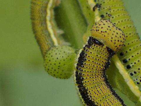 caterpillar of Lemon Emigrant  Catopsilia pomona,Geotagged,Lemon Emigrant,Spring,Thailand