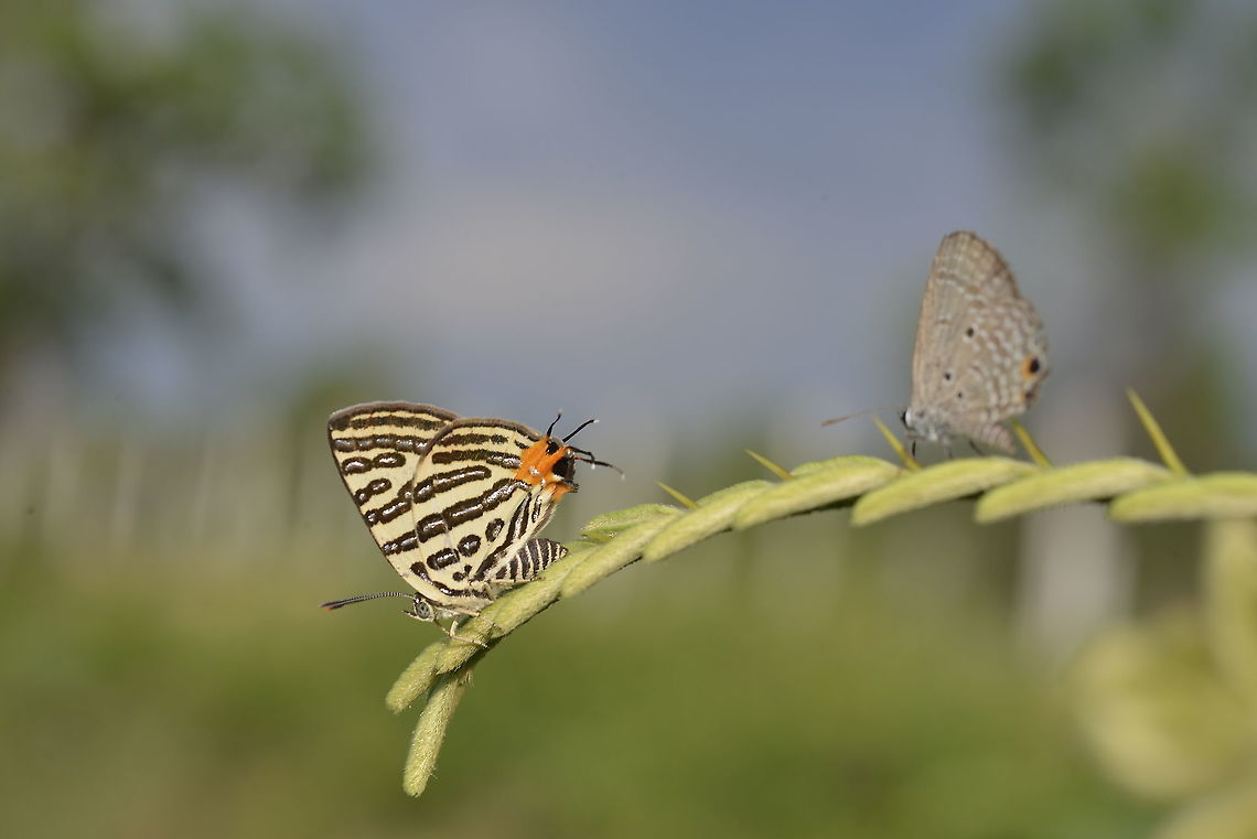 Club Silverline from Lampang Province.Thailand  Cigaritis syama,Geotagged,Spring,Thailand