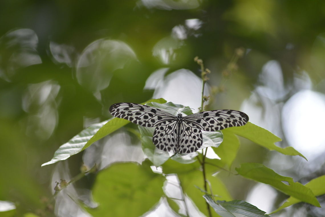 Tree Nymph from Nakhon Si Thammarat province Thailand Geotagged,Idea lynceus,Spring,Thailand,Tree-nymph