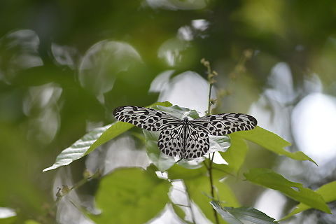 Tree Nymph from Nakhon Si Thammarat province Thailand Geotagged,Idea lynceus,Spring,Thailand,Tree-nymph