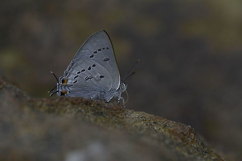 Bi-spot Royal  Ancema ctesia,Bi-spot royal,Geotagged,Summer,Thailand