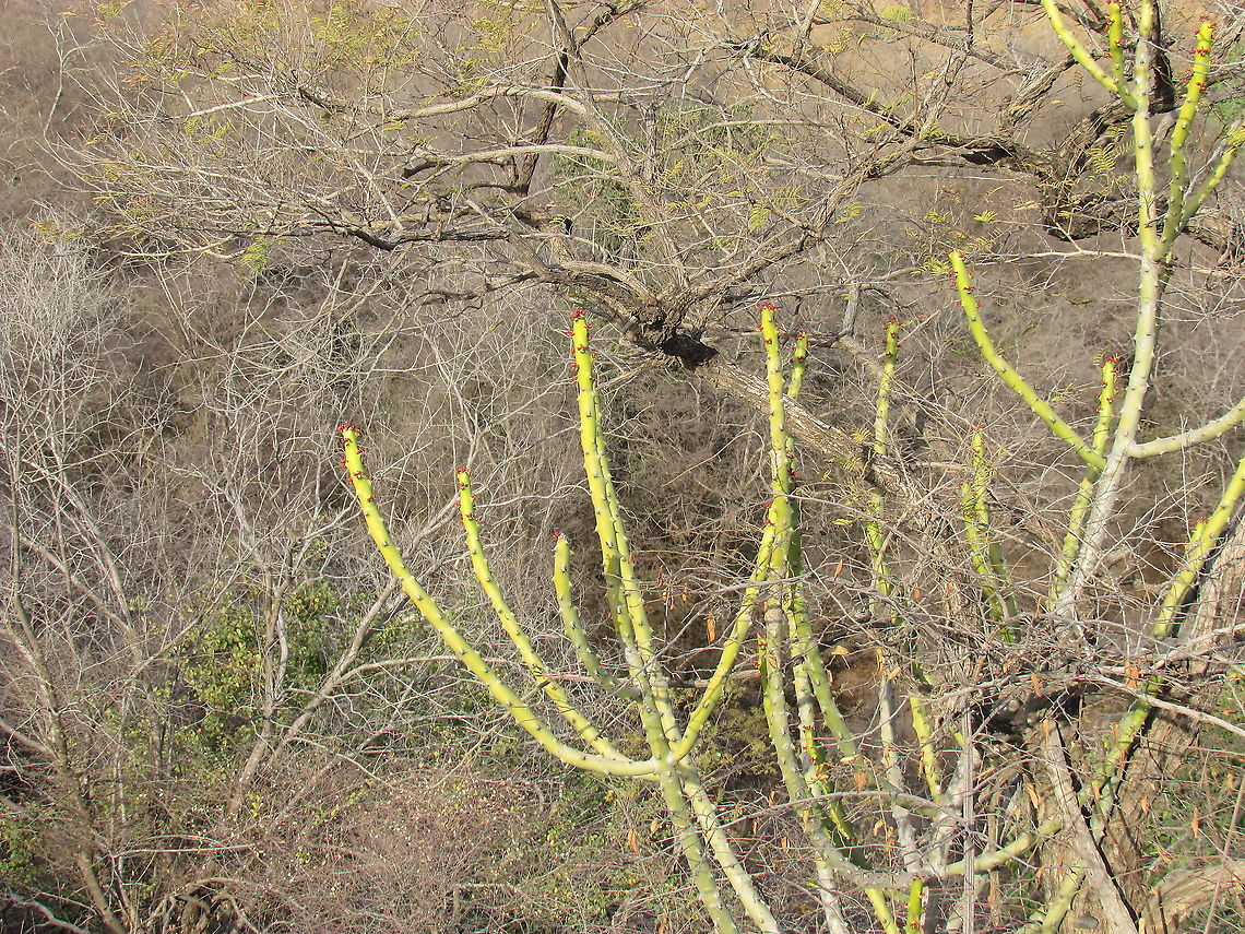 Euphorbia caducifolia in Ranthambore NP These were interesting and bizarre plants that one could see on the hills and ridges in Ranthambore NP, India Euphorbia,Euphorbia caducifolia,Geotagged,India,Rajasthan,Ranthambore National Park,Winter
