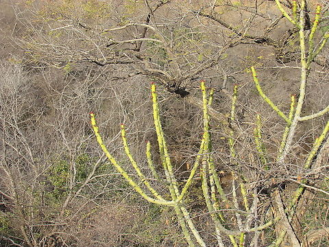 Euphorbia caducifolia in Ranthambore NP These were interesting and bizarre plants that one could see on the hills and ridges in Ranthambore NP, India Euphorbia,Euphorbia caducifolia,Geotagged,India,Rajasthan,Ranthambore National Park,Winter
