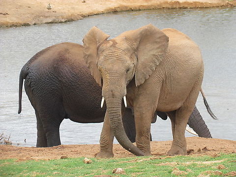 Dark and light African Elephants in South Africa They are not really dark and light colored of course, it is just one is wet and the other is dry and dusty. Still, the contrast makes an appealing image I think. Addo Elephant NP,African bush elephant,Geotagged,Loxodonta africana,South Africa,Spring
