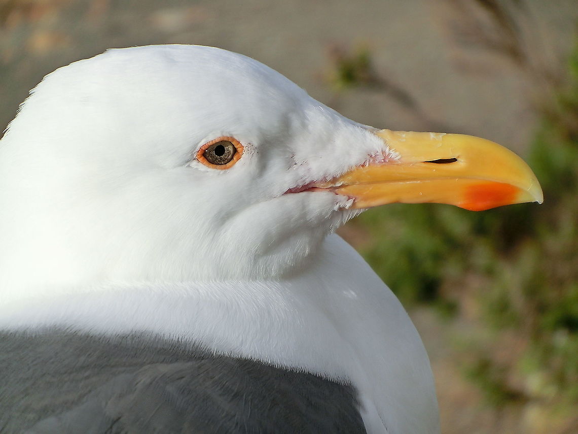 Western Gull close-up Just a nice close-up of the Western Gull in Morro Bay, California California,Geotagged,Larus occidentalis,Morro Bay,Spring,United States,Western gull