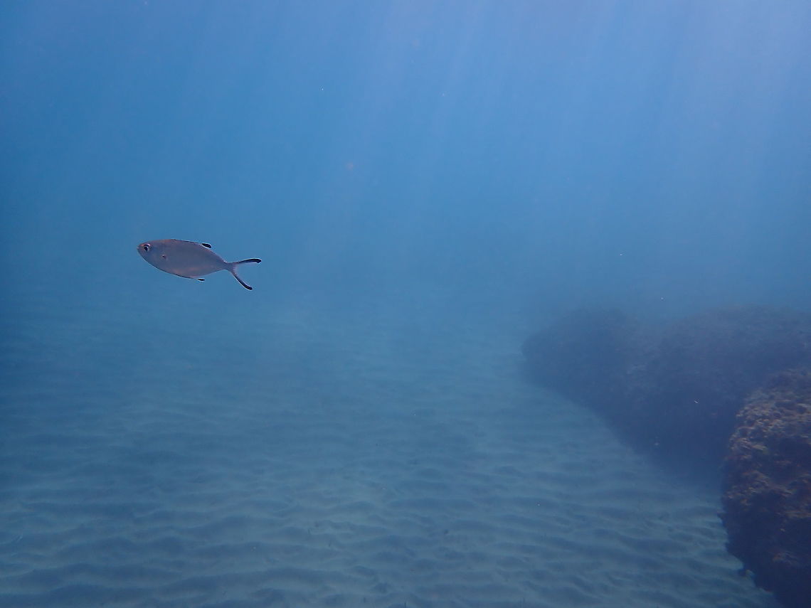 European Pompano off the coast of Spain Spending some time working remotely from Spain (rather than Germany) and on a beautiful day when snorkeling on the tiny gravel beach of Playa del Granadella. Although I have been snorkeling in the Mediterranean Sea many times, I had never seen this species before - and so was quite thrilled when I identified it. As you can see, they occur quite close to shore and are easy to see and photograph. Costa Blanca,Fall,Fish,Geotagged,Playa del Granadella,Spain,Trachinotus ovatus,snorkeling