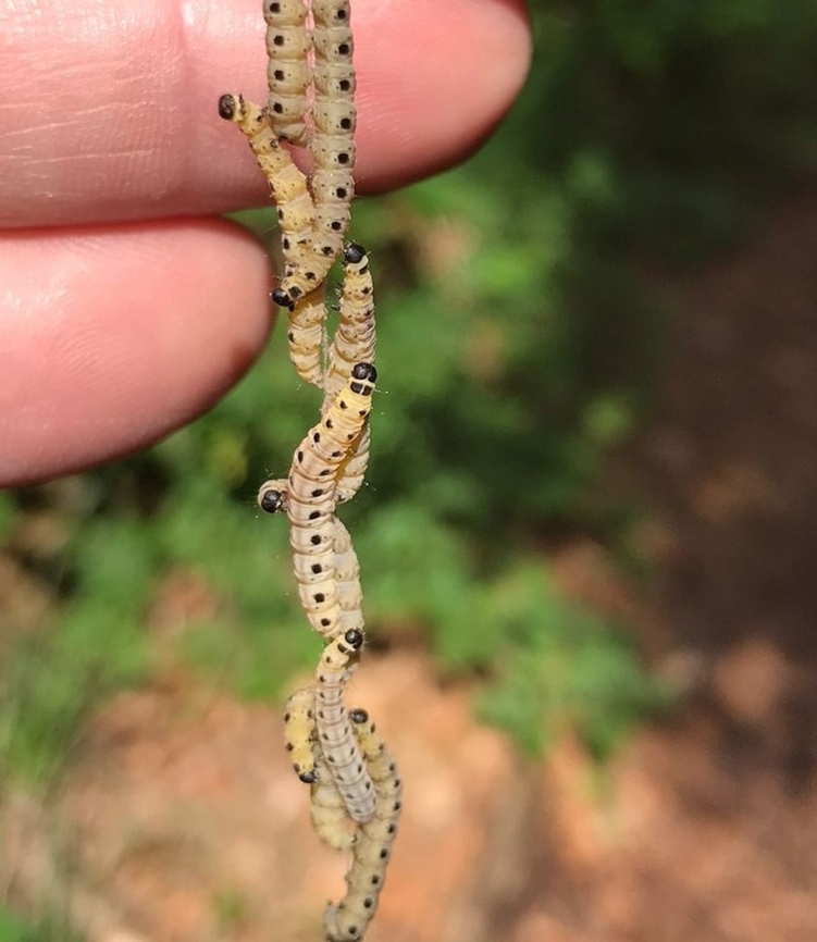 Orchard Ermine Moth There was a single silk thread coming down from a tree at about 4 meters with a large number of small caterpillars moving up and down it - amazing to watch. Geotagged,Germany,Orchard Ermine,Spring,Yponomeuta padella
