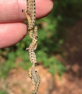 Orchard Ermine Moth There was a single silk thread coming down from a tree at about 4 meters with a large number of small caterpillars moving up and down it - amazing to watch. Geotagged,Germany,Orchard Ermine,Spring,Yponomeuta padella