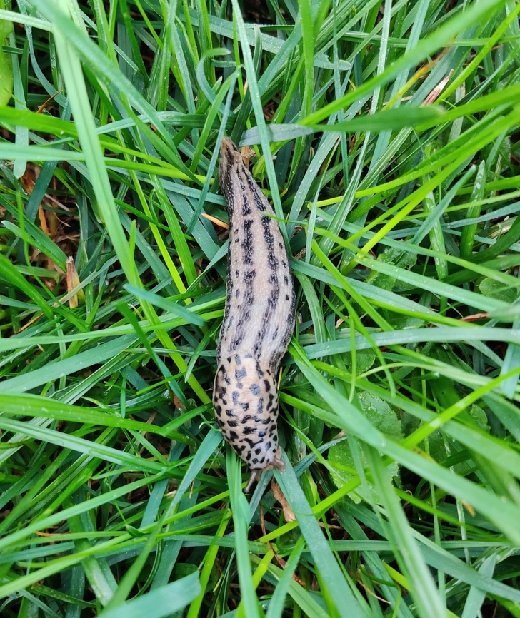 Leopard Slug on Grass A beautiful example of this very attractive slug, interestingly known as the Tiger Slug in Germany Baden-W&uuml;rtemburg,Geotagged,Germany,Leopard slug,Limax maximus,Ravensburg,Summer