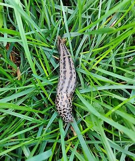 Leopard Slug on Grass A beautiful example of this very attractive slug, interestingly known as the Tiger Slug in Germany Baden-Würtemburg,Geotagged,Germany,Leopard slug,Limax maximus,Ravensburg,Summer