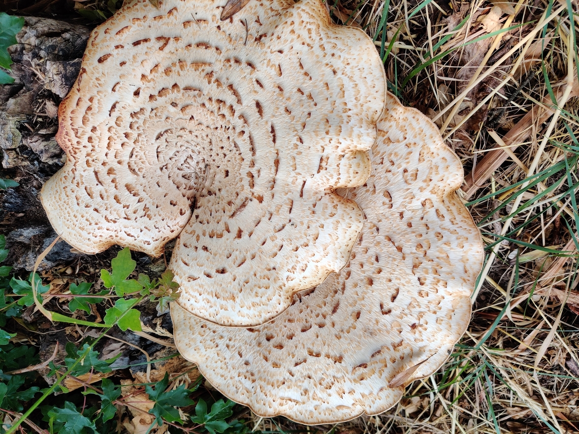 Dryads_Saddle Another lovely surprise of nature close to where I live - and what a wonderful name! Baden-W&uuml;rtemburg,Dryad's Saddle,Geotagged,Germany,Polyporus squamosus,Summer,bracket fungi