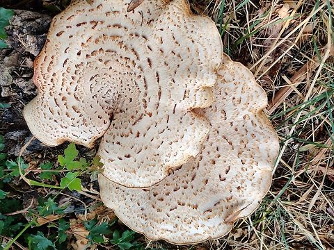 Dryads_Saddle Another lovely surprise of nature close to where I live - and what a wonderful name! Baden-W&uuml;rtemburg,Dryad's Saddle,Geotagged,Germany,Polyporus squamosus,Summer,bracket fungi