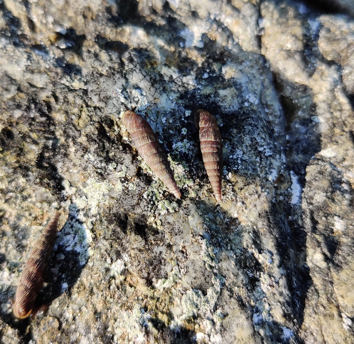 Two-lipped_Snail-2 After a heavy rain, our garden was full of snails - including a large number of these interesting ones that I had never seen before. Alinda biplicata,Baden-W&uuml;rtemburg,Garden,Geotagged,Germany,Ravensburg,Summer,Two lipped door snail