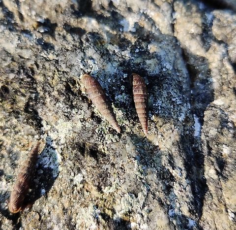 Two-lipped_Snail-2 After a heavy rain, our garden was full of snails - including a large number of these interesting ones that I had never seen before. Alinda biplicata,Baden-W&uuml;rtemburg,Garden,Geotagged,Germany,Ravensburg,Summer,Two lipped door snail