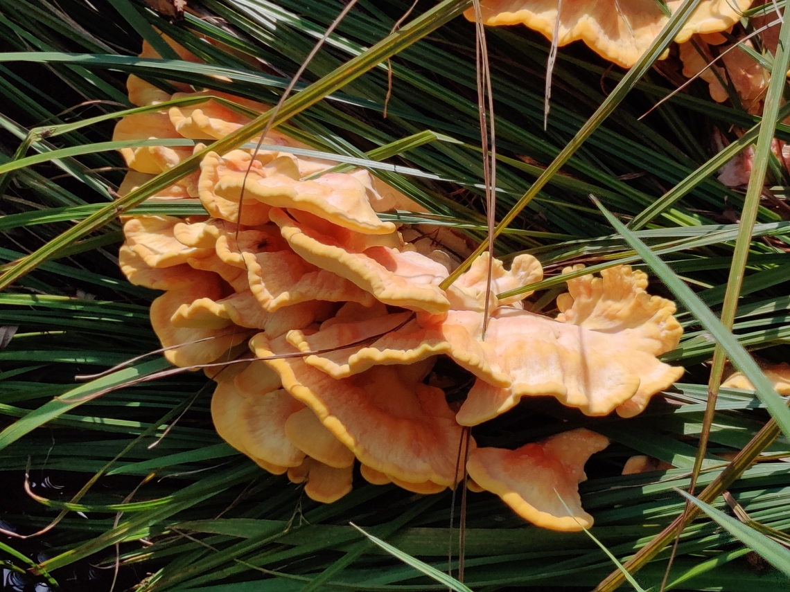 Sulfur Sporling A really beautiful bracket fungi - needs a cool fantasy name like &quot;Fairy&#039;s Pillow&quot; or something. Suggestions? Baden-Würtemburg,Geotagged,Germany,Laetiporus sulphureus,Summer,bracket fungus