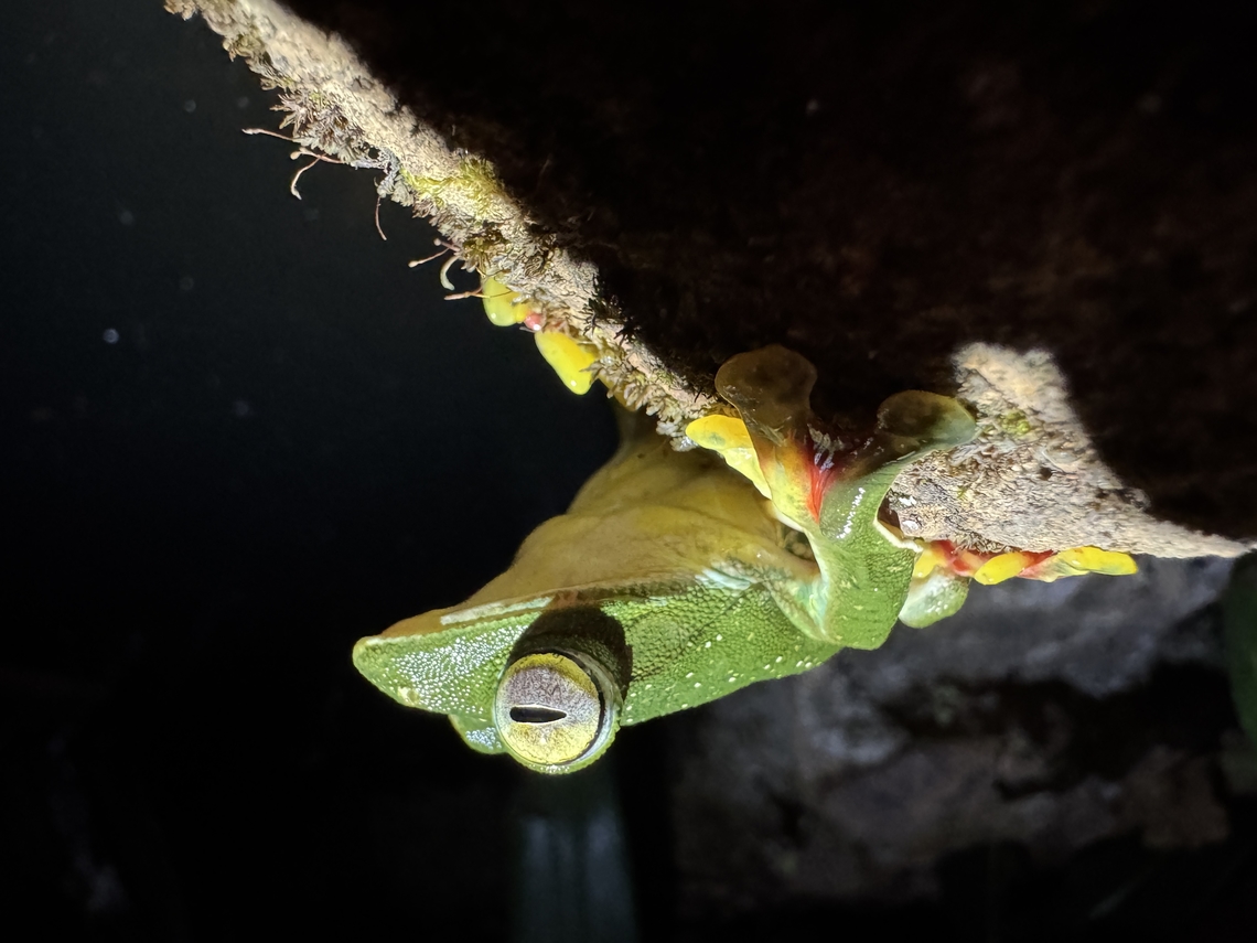 Malabar Gliding Frog This small but beautiful frog lived near a small pond close to our lodge in the Western Ghats - Wayanard Wild CGH Earth. Geotagged,India,Malabar gliding frog,Rhacophorus malabaricus,Winter