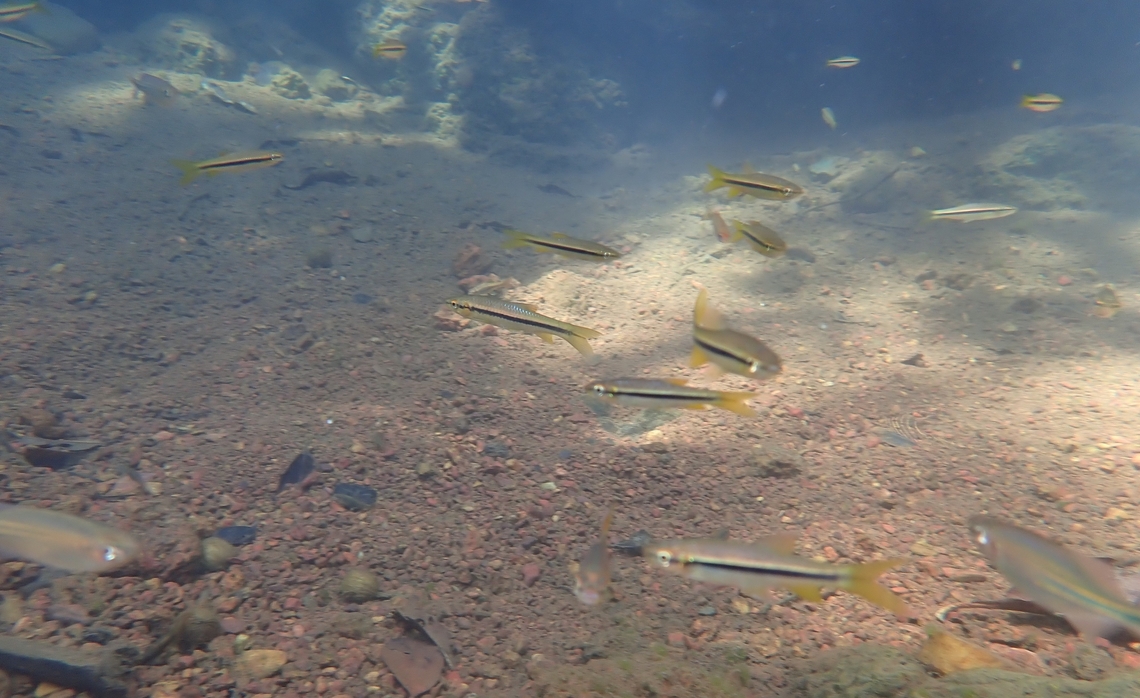 Rasbora daniconius, India This was NOT taken in an aquarium, but using an underwater snapshot camera that I had to stick in a stream and snap a few pictures &quot;blind&quot;. It was in a great eco lodge near Goa called Nature&#039;s Nest. Freshwater Fish,Geotagged,Goa,India,Rasbora daniconius,slender rasbora