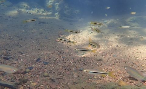 Rasbora daniconius, India This was NOT taken in an aquarium, but using an underwater snapshot camera that I had to stick in a stream and snap a few pictures "blind". It was in a great eco lodge near Goa called Nature's Nest. Freshwater Fish,Geotagged,Goa,India,Rasbora daniconius,slender rasbora