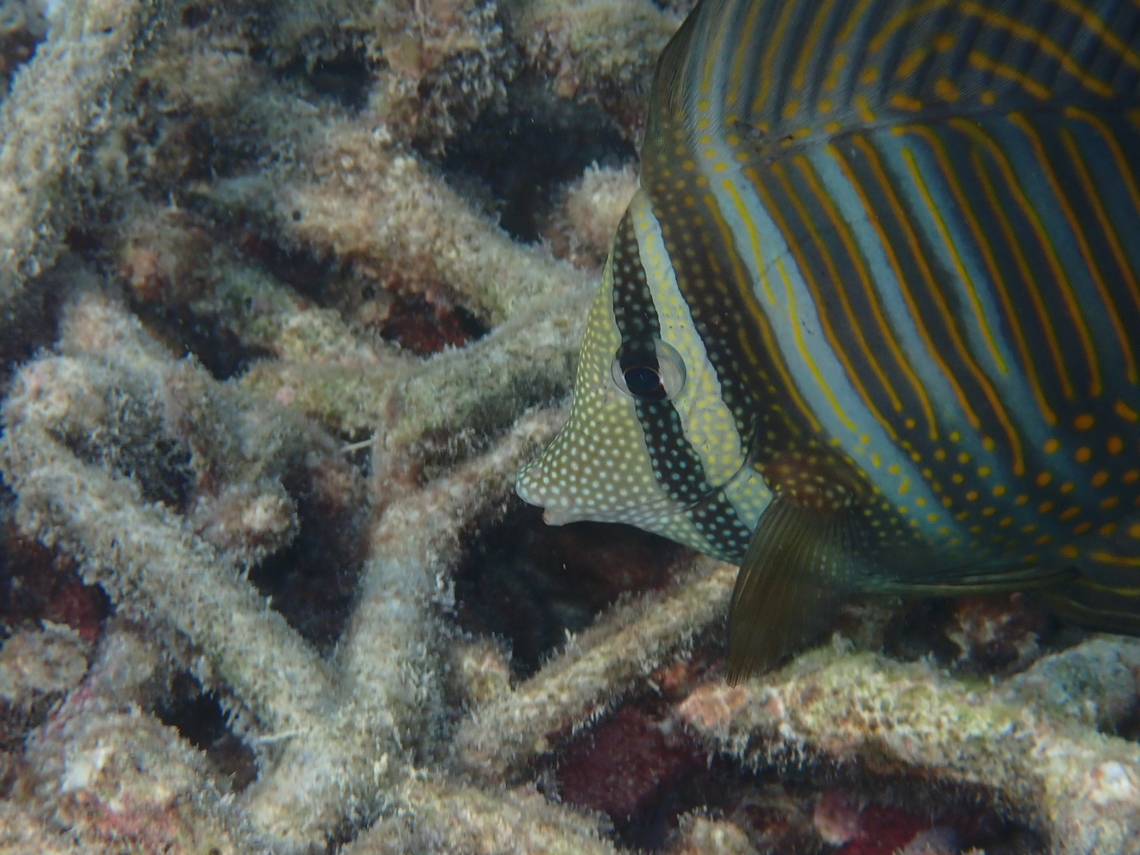 Sailfin Tang A very attractive marine fish that looks at first glance a bit like a butterflyfish. We could get very close on a spectacular reef near Bangaram island in the Lakshadweep islands of India. Fabulous place - well worth a visit. Bangaram,Geotagged,India,Lakshadweep,Tang,Winter,Zebrasoma desjardinii,marine life