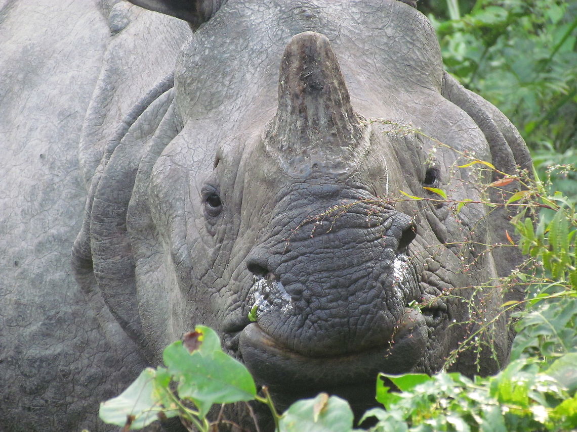 Indian rhinoceros closeup, Nepal A close encounter with the Indian Rhinoceros in Chitwan National Park, Nepal during a jeep safari. Chitwan National Park,Fall,Geotagged,Indian rhinoceros,Nepal,Rhinoceros unicornis