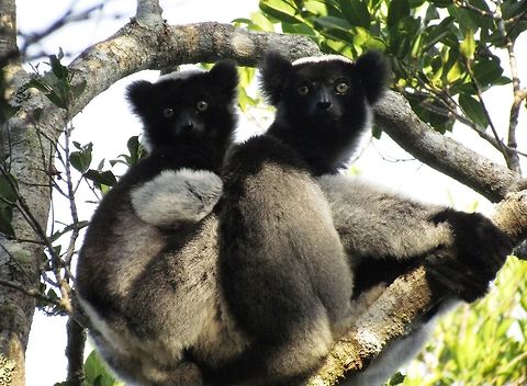 Indri A pair of Indri seen in Andasibe National Park, Madagascar Andasibe,Andasibe NP,Fall,Geotagged,Indri,Indri indri,Madagascar