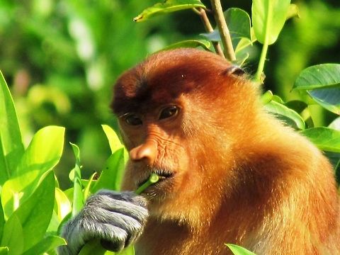 Proboscis Monkey A proboscis monkey in Kalimantan, Borneo, Indonesia Borneo,Kalimantan,Nasalis larvatus,Proboscis monkey