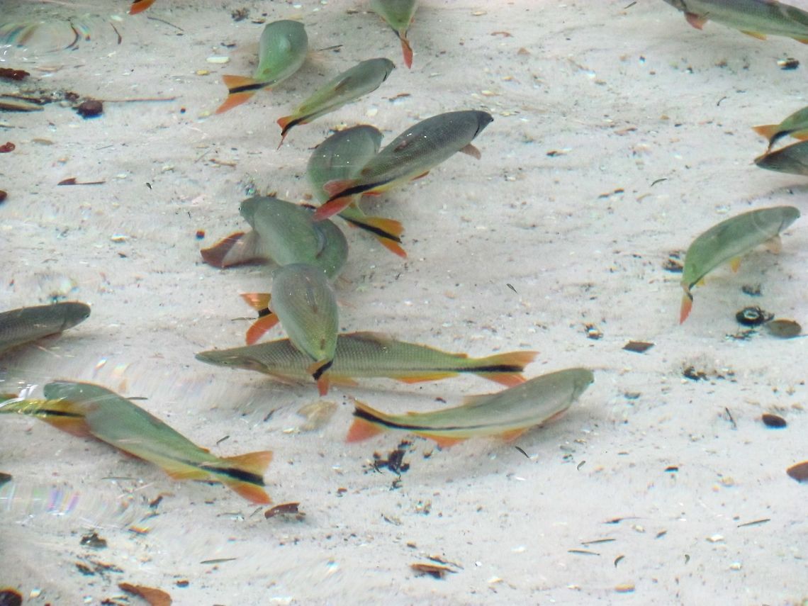 Fish known as Piraputanga in Brazil The Piraputanga (Brycon hilarii) is a common inhabitant of the crystal clear streams of the Mato Grosso of Brazil (near the border with Bolivia) and can be seen in the Aqu&aacute;rio Encantado, on the Rio Salobra. Brazil,Brycon hilarii,Geotagged,Mato Gosso,Piraputanga,Winter
