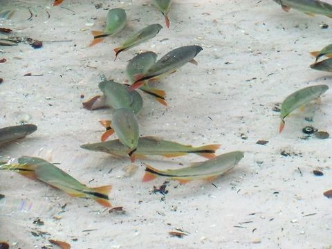 Fish known as Piraputanga in Brazil The Piraputanga (Brycon hilarii) is a common inhabitant of the crystal clear streams of the Mato Grosso of Brazil (near the border with Bolivia) and can be seen in the Aqu&aacute;rio Encantado, on the Rio Salobra. Brazil,Brycon hilarii,Geotagged,Mato Gosso,Piraputanga,Winter