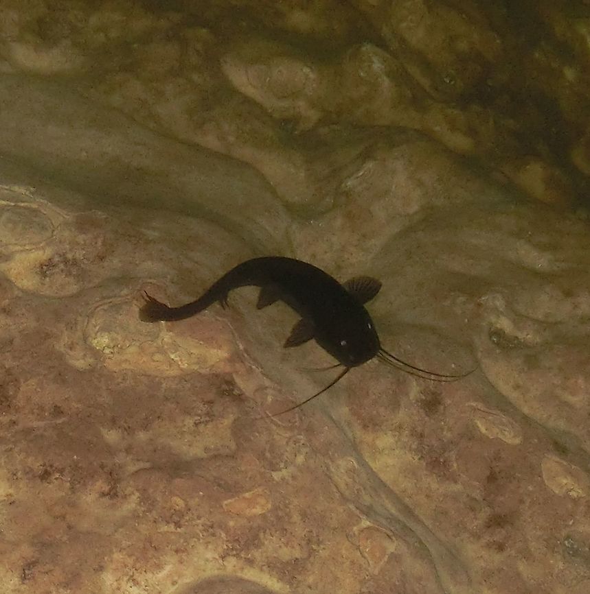 Black Mexican Cenote Catfish This is one of the most common fish you can see in the cenotes (limestone sinkholes in caves) in the Yucatan in Mexico. I took this photo in the Dzitnup cenote, to be exact. I am not positive about the identification, but lots of internet searches seem to suggest this one - but I am happy to be corrected by someone who knows their Middle American freshwater fish! Catfish,Cenote,Geotagged,Mexico,Rhamdia,Rhamdia guatemalensis,Summer,Yucatan