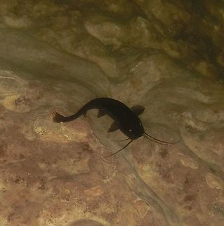 Black Mexican Cenote Catfish This is one of the most common fish you can see in the cenotes (limestone sinkholes in caves) in the Yucatan in Mexico. I took this photo in the Dzitnup cenote, to be exact. I am not positive about the identification, but lots of internet searches seem to suggest this one - but I am happy to be corrected by someone who knows their Middle American freshwater fish! Catfish,Cenote,Geotagged,Mexico,Rhamdia,Rhamdia guatemalensis,Summer,Yucatan