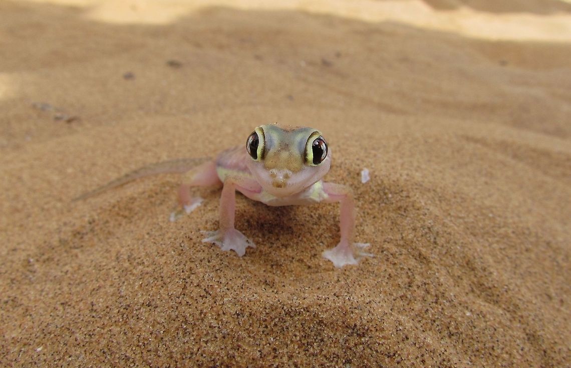 Namib Sand Gecko This fascinating little gecko has no eyelids and so must constantly lick its eyes to keep them moist - we saw this on the &quot;Living Desert Tour&quot; of the Namib desert in Namibia. Geotagged,Namibia,Pachydactylus rangei,Spring,namib desert,namibia