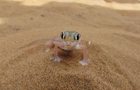 Namib Sand Gecko This fascinating little gecko has no eyelids and so must constantly lick its eyes to keep them moist - we saw this on the "Living Desert Tour" of the Namib desert in Namibia. Geotagged,Namibia,Pachydactylus rangei,Spring,namib desert,namibia
