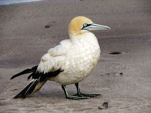 Cape Gannet A beautiful Cape Gannet on the beach near Swakopmund, Namibia. Cape gannet,Geotagged,Morus capensis,Namibia,Spring,Swakopmund,namibia