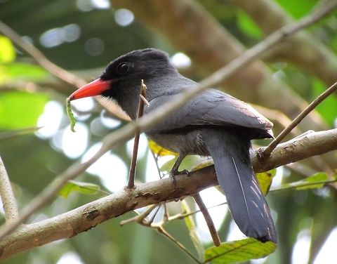 Black-fronted Nunbird Photographed at the Tariri Lodge on Lake Acajatuba at Rio Negro Brazil (not far from Manaus)  Amazon,Black-fronted nunbird,Brazil,Geotagged,Monasa nigrifrons,Rio Negro,Winter
