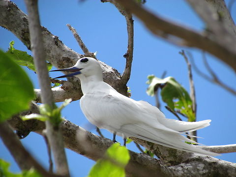 The Queen of Terns - the White Tern A white tern seen on Cousin Island, Republic of the Seychelles. Geotagged,Gygis alba,Seychelles,Spring,White tern