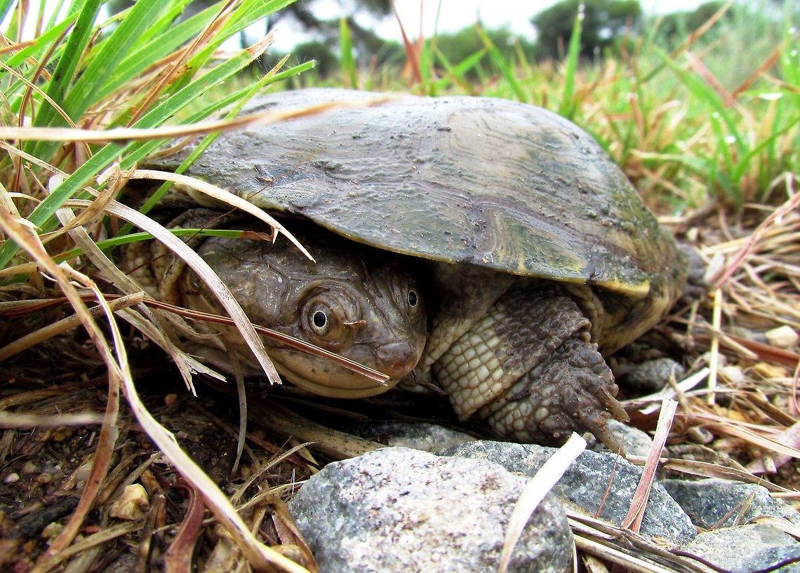 Variable Mud Turtle Don't be fooled by the apparently friendly smile! This one bit me as I rescued it from the middle of the street to a safe place in the grass away from the road. Geotagged,Namibia,Pelusios rhodesianus,Spring,namibia,variable mud turtle,waterberg