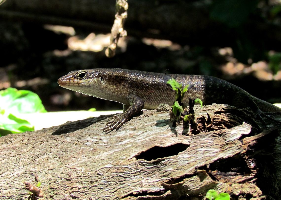 Wrights Skink He may just look like a little lizard, but he is restricted to a microscopic range of just a few islands of the Seychelles and is therefore rated as "vulnerable" by the IUCN red list. I saw this one on Cousin Island. They are restricted to islands containing sea bird colonies. Cousin island,Seychelles,Trachylepis wrightii,Wrights skink